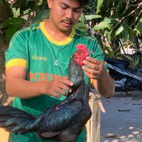 ซุ้มไก่บังรืฟพัฒนาสายเยียร์