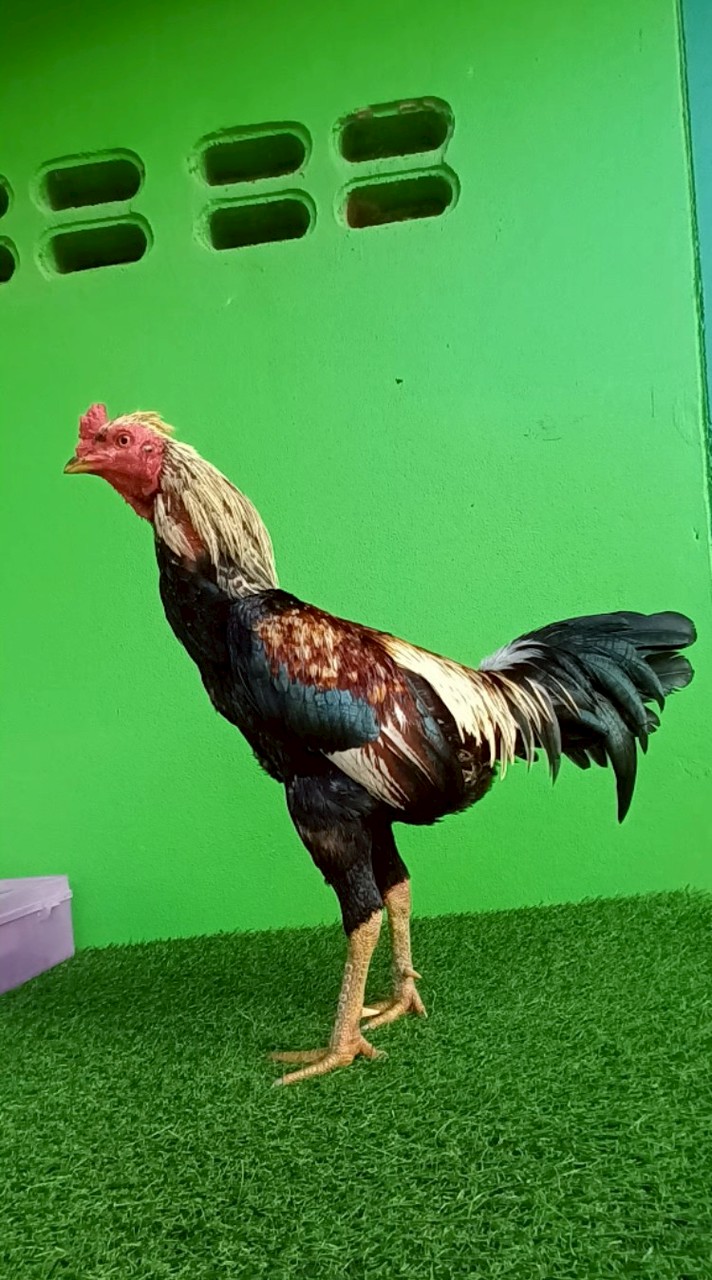 ซุ้มไก่ชน ม.410 แข้งทอง กาฬสินธุ์