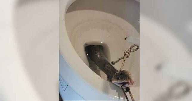 馬桶竄「巨大眼鏡蛇」！男上廁所嚇歪　發抖拍「搏鬥」過程