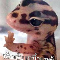 Cused tank simulator thai