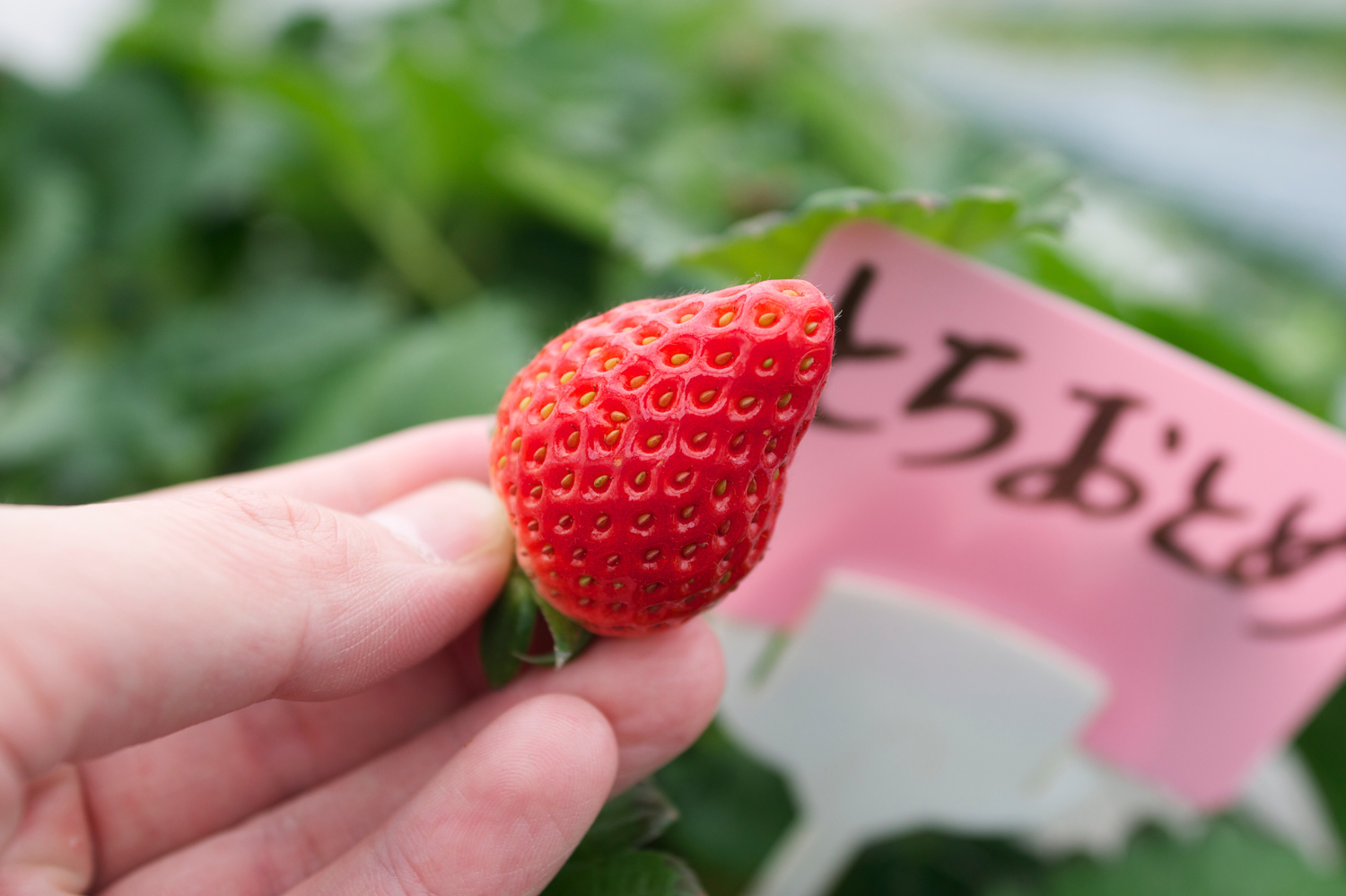 栃乙女 日本有名草莓