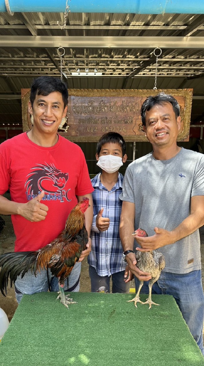 สินภูธรฟาร์ม🐔💢เเหล่งพัฒนาไก่ชน สายเลือดเงินล้าน📍