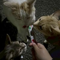 雑談わちゃわちゃルーム