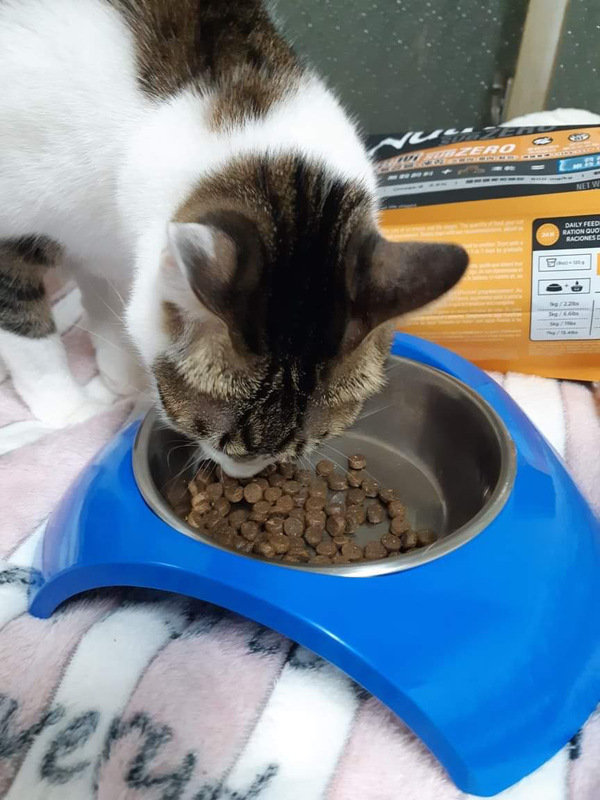貓飼料推薦-貓奴必備紐崔斯Nutrience 頂級無穀飼料 凍乾系列 成貓無穀 火雞肉+雞肉+鮭魚 2.27kg 開箱分享