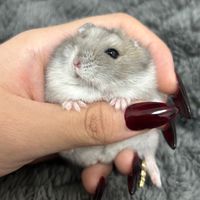 ダンボの天使ちゃんたち
