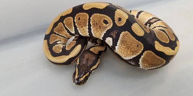 Gak Boleh Sembarangan Ini Cara Memelihara Ular Berdasarkan Jenisnya Pintarpet Line Today