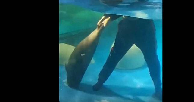 海豹「頭被排水口吸住」狂掙扎！同伴想救...一彈出血染紅水池慘死