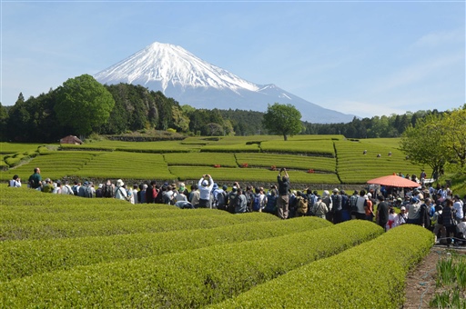 拍富士山的好地方 大淵笹場 靜岡新聞