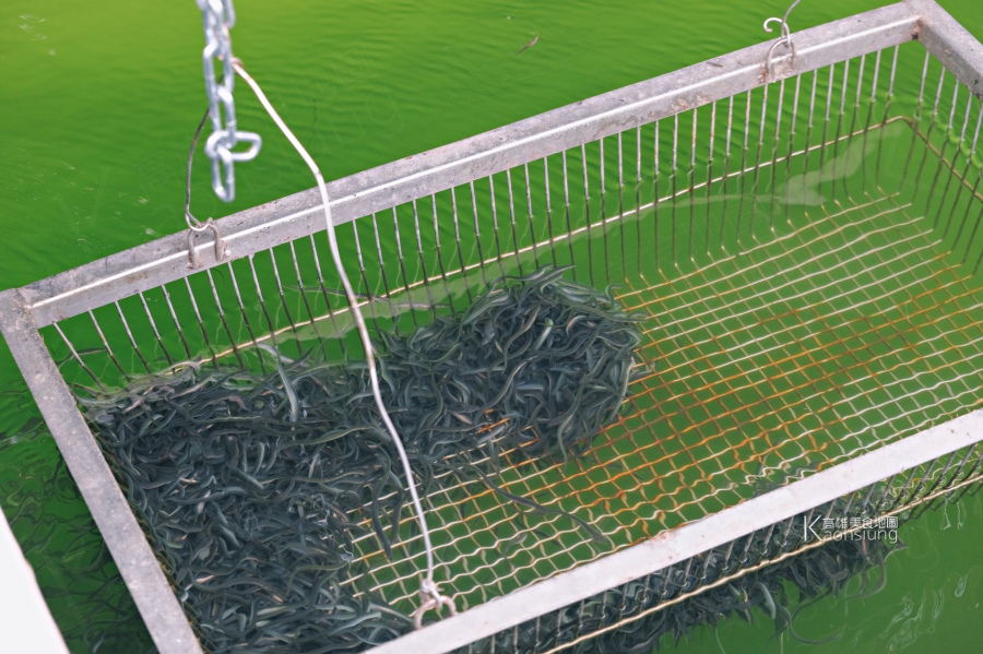 (高雄美食)鰻魚日記