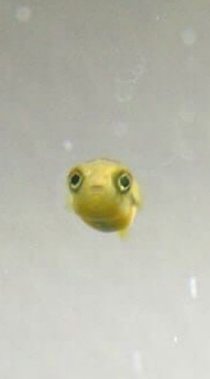 Baberita