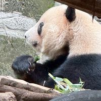 喬安娜的中韓日代購