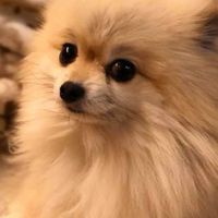 ポメラニアン大好き💕   ～本館～