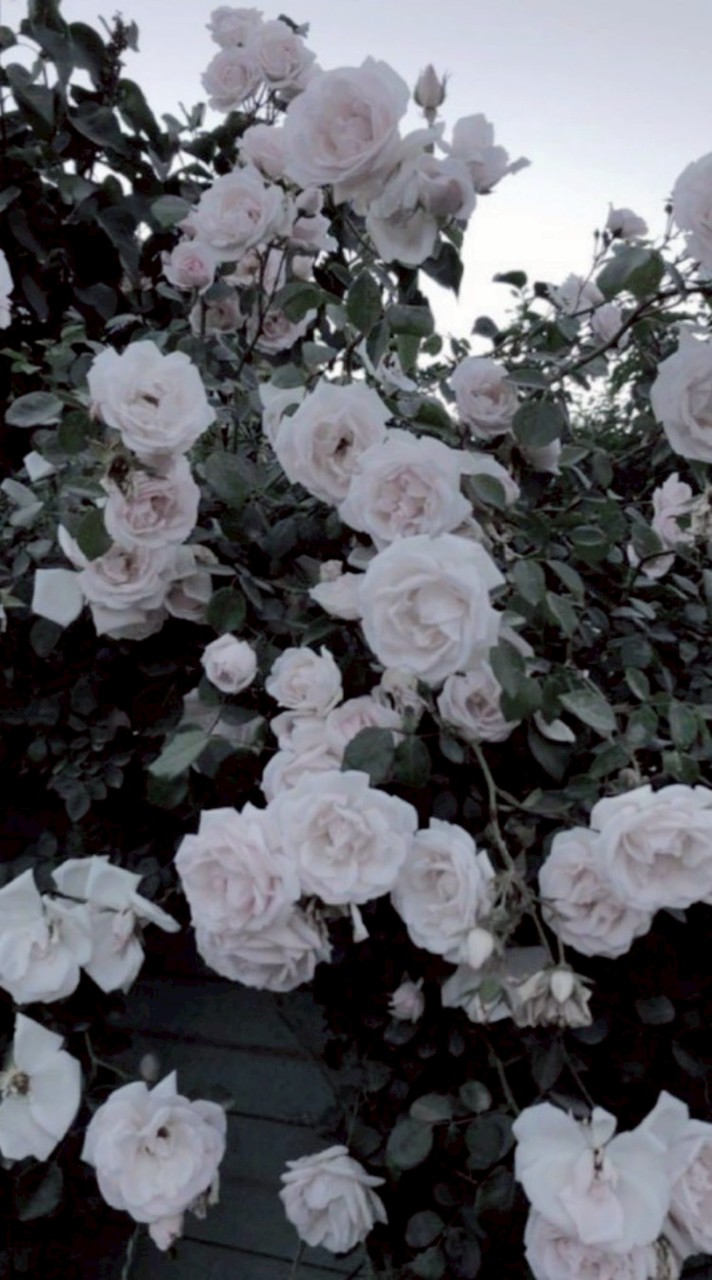 　折 也　*.+ﾟ　　白 紫 学 園　　*.+ﾟ