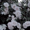　折 也　*.+ﾟ　　白 紫 学 園　　*.+ﾟ