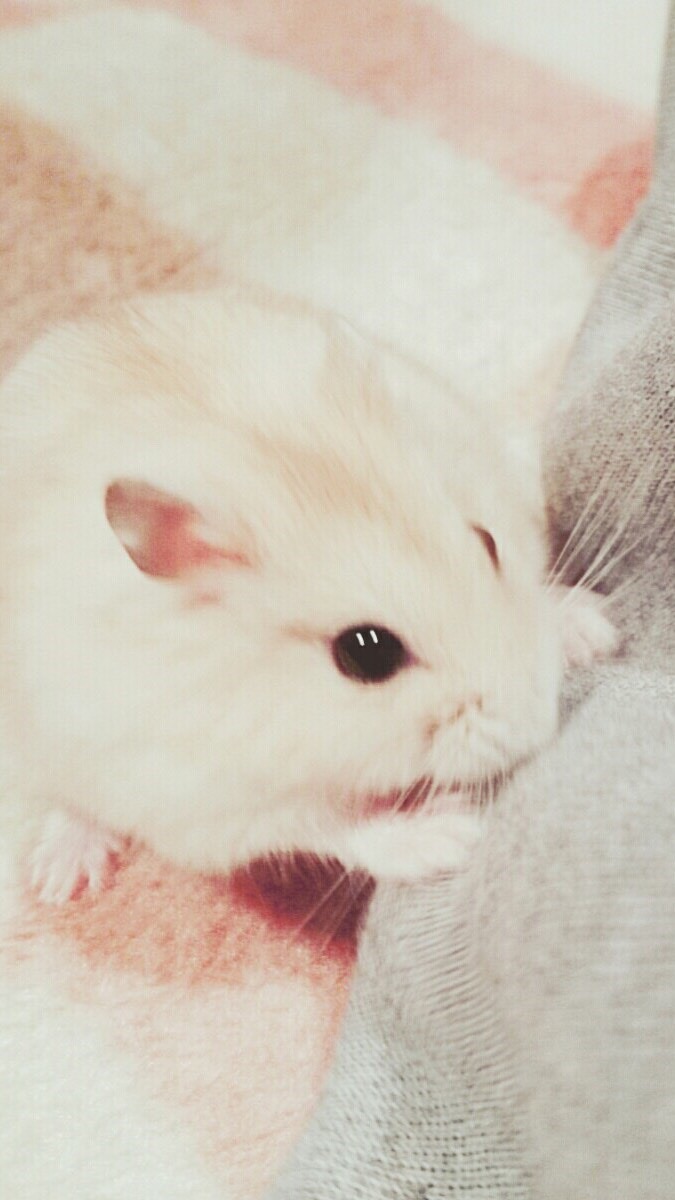 埋もれ生物勢