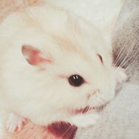 埋もれ生物勢