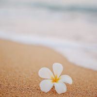 ハワイアンズ  エンターテインメント関連になりたい方いらっしゃい！