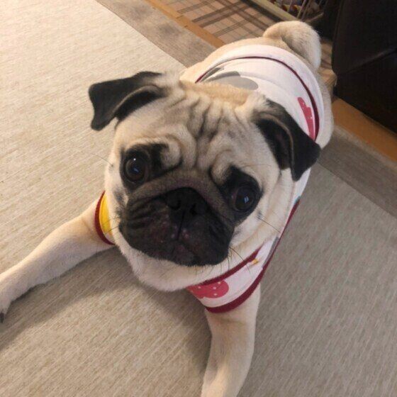 メス犬飼い主が語る 楽しい面 不安な面 を調査 いぬのきもちnews