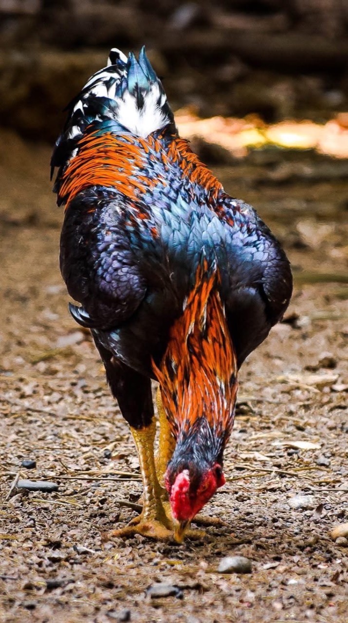ไก่นวมพัฒนา by Arnut
