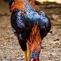 ไก่นวมพัฒนา by Arnut