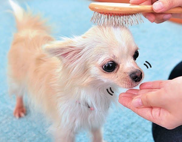 犬が噛む理由を犬の気持ちで考えたらやめさせ方がわかった