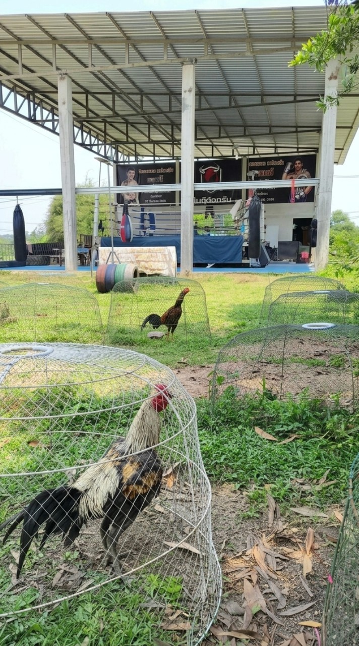 ซุ้ม.มวยไทยไก่แม่น🔥🐓