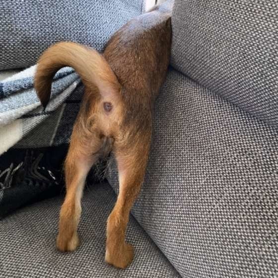 お手入れが必要な犬の肛門腺 どうしたらいいの いぬのきもちnews