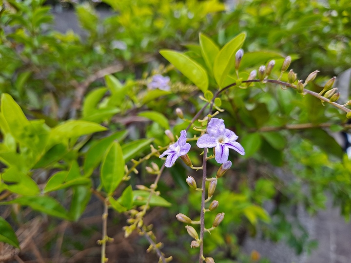 Samsung Galaxy A51 5G review