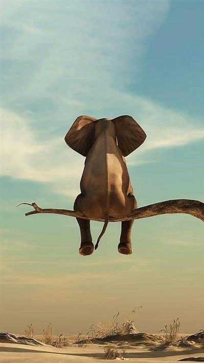 🐘大象家族🐘
