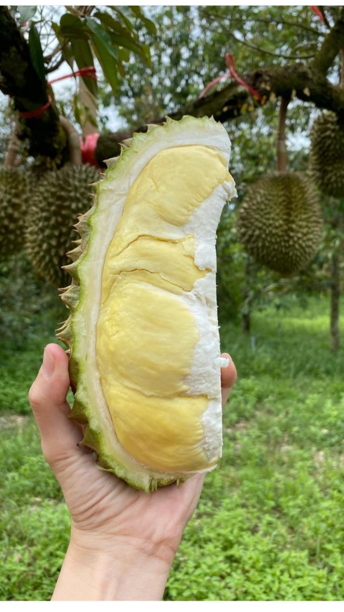 ทุเรียนอุบล