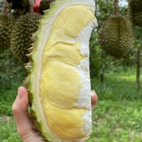 ทุเรียนอุบล