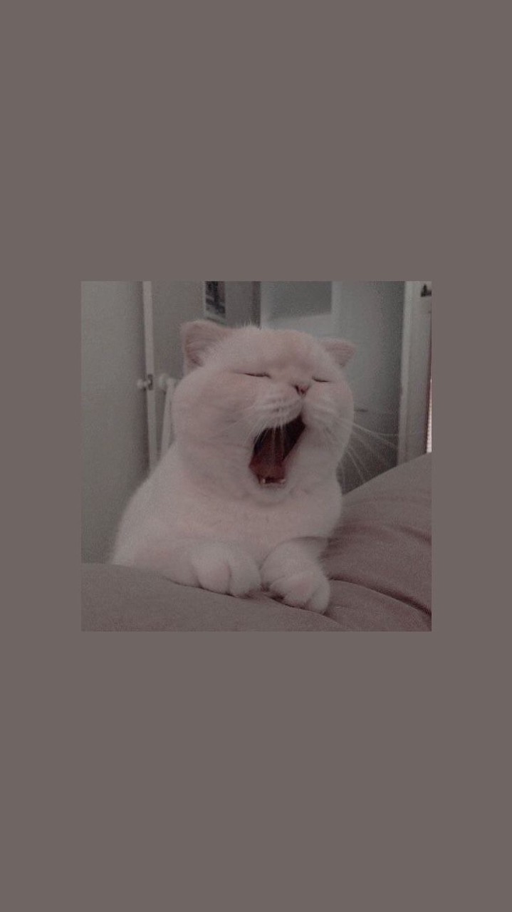 敵人的敵人👻