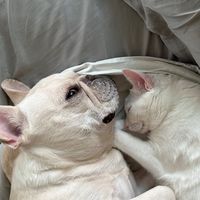 吉美家分享貓狗大小事