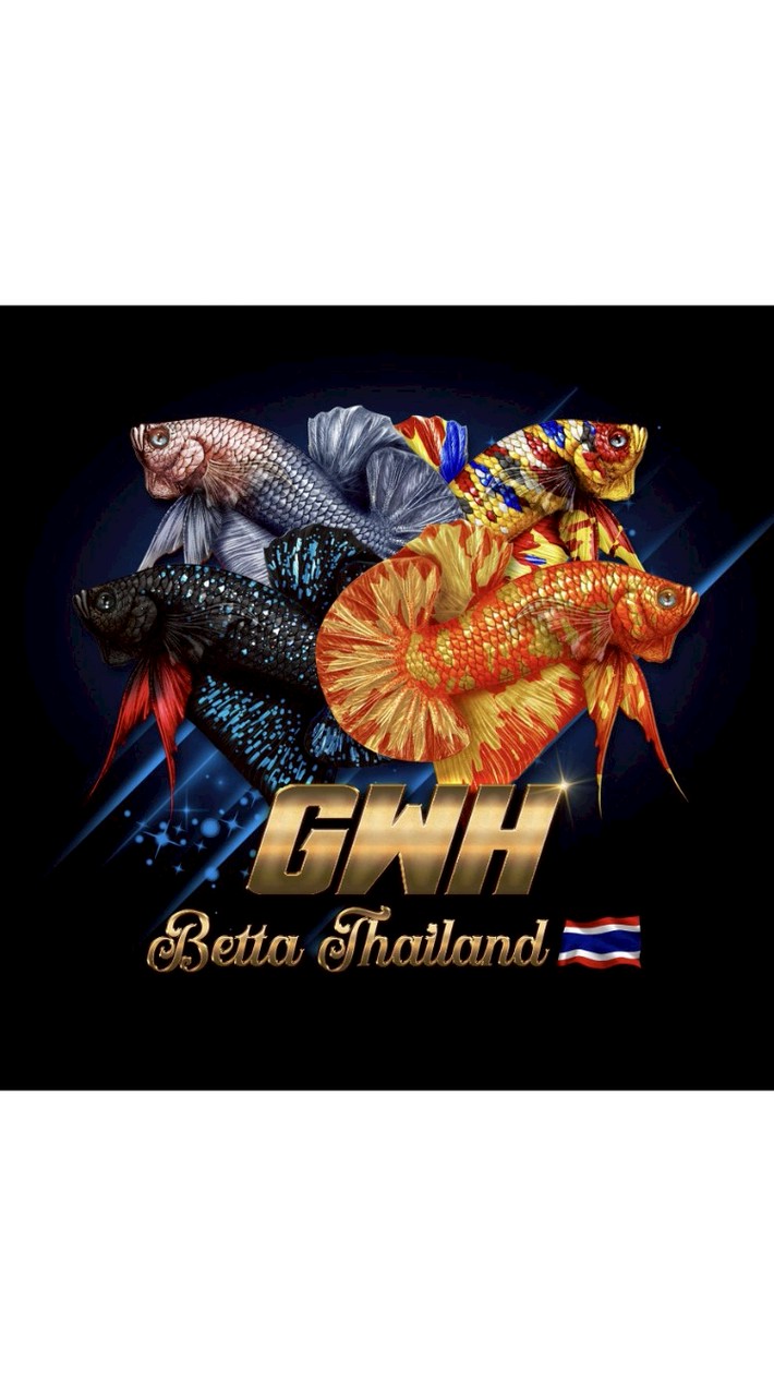 GWH BETTA กลุ่มปลากัดเฉพาะทางผมลงขาย