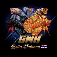 GWH BETTA กลุ่มปลากัดเฉพาะทางผมลงขาย