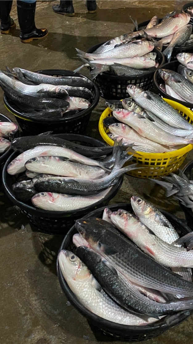 烏魚漁海況速報
