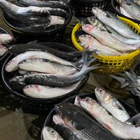 烏魚漁海況速報