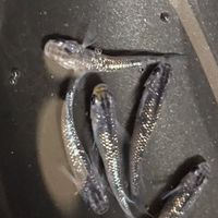 めだか集い
