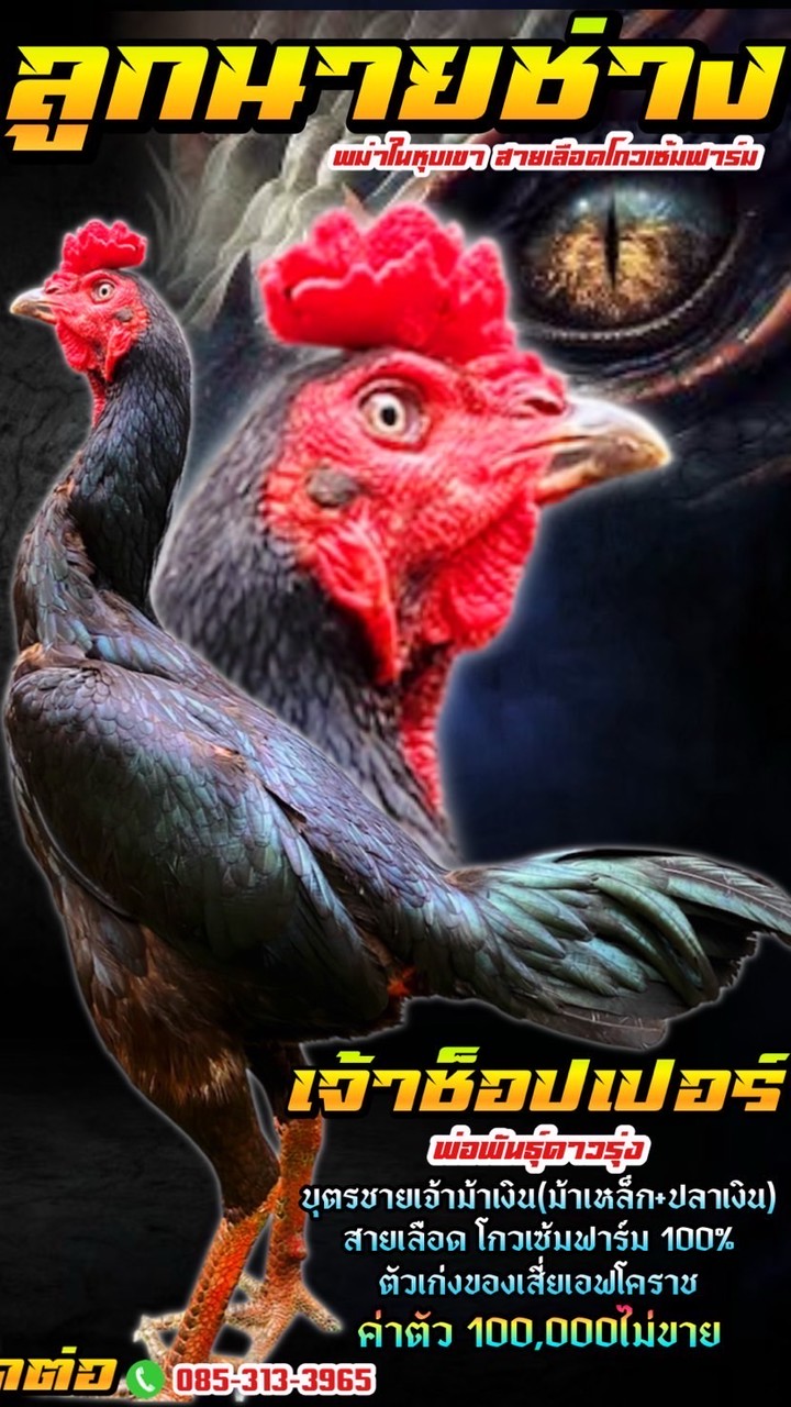 ซุ้มลูกนายช่าง🐓(พม่าในหุบเขา)