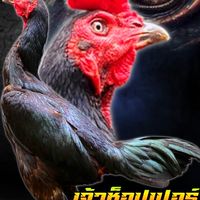 ซุ้มลูกนายช่าง🐓(พม่าในหุบเขา)