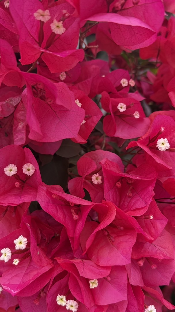 Uber女司機/機場接送/安心叫車