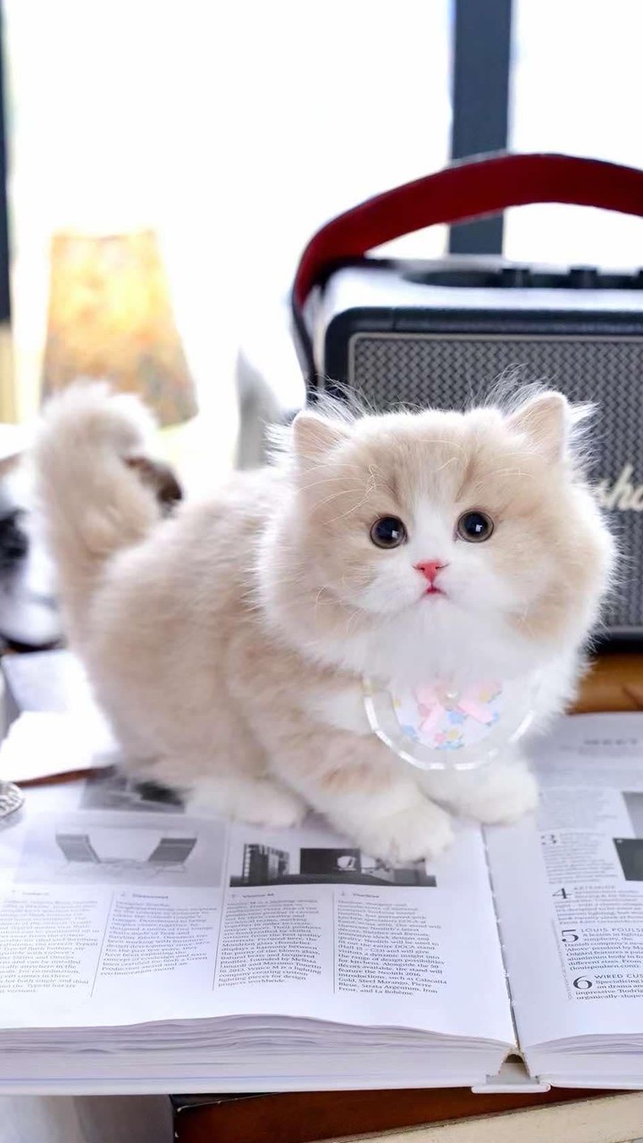 รับนำเข้าน้องแมว CATTAGRAM ✈️🐱