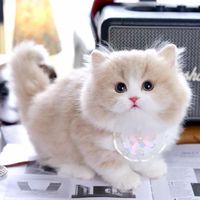 รับนำเข้าน้องแมว CATTAGRAM ✈️🐱