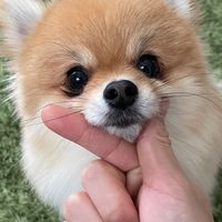きなこ(ポメラニアン)好き集まれ〜🐶🫰🍠