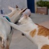 有當過動物醫院櫃檯的人們可以來加入 來拯救我吧？我是個菜鳥
