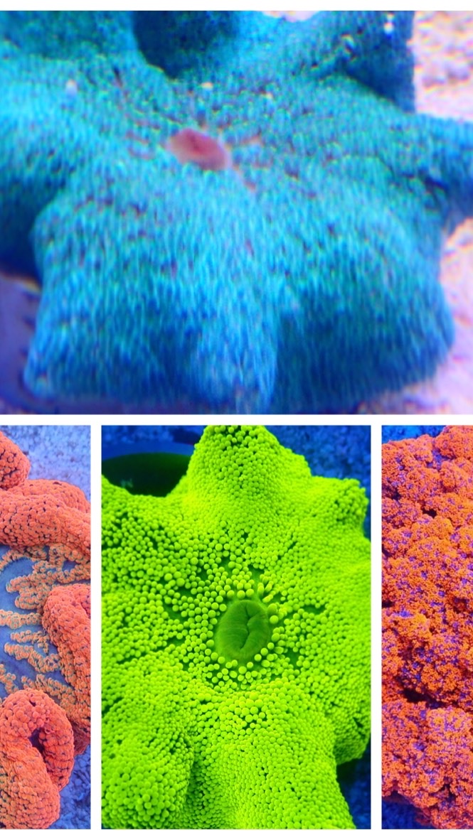 司麥樂coral水族工坊