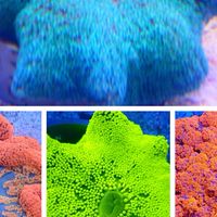 司麥樂coral水族工坊