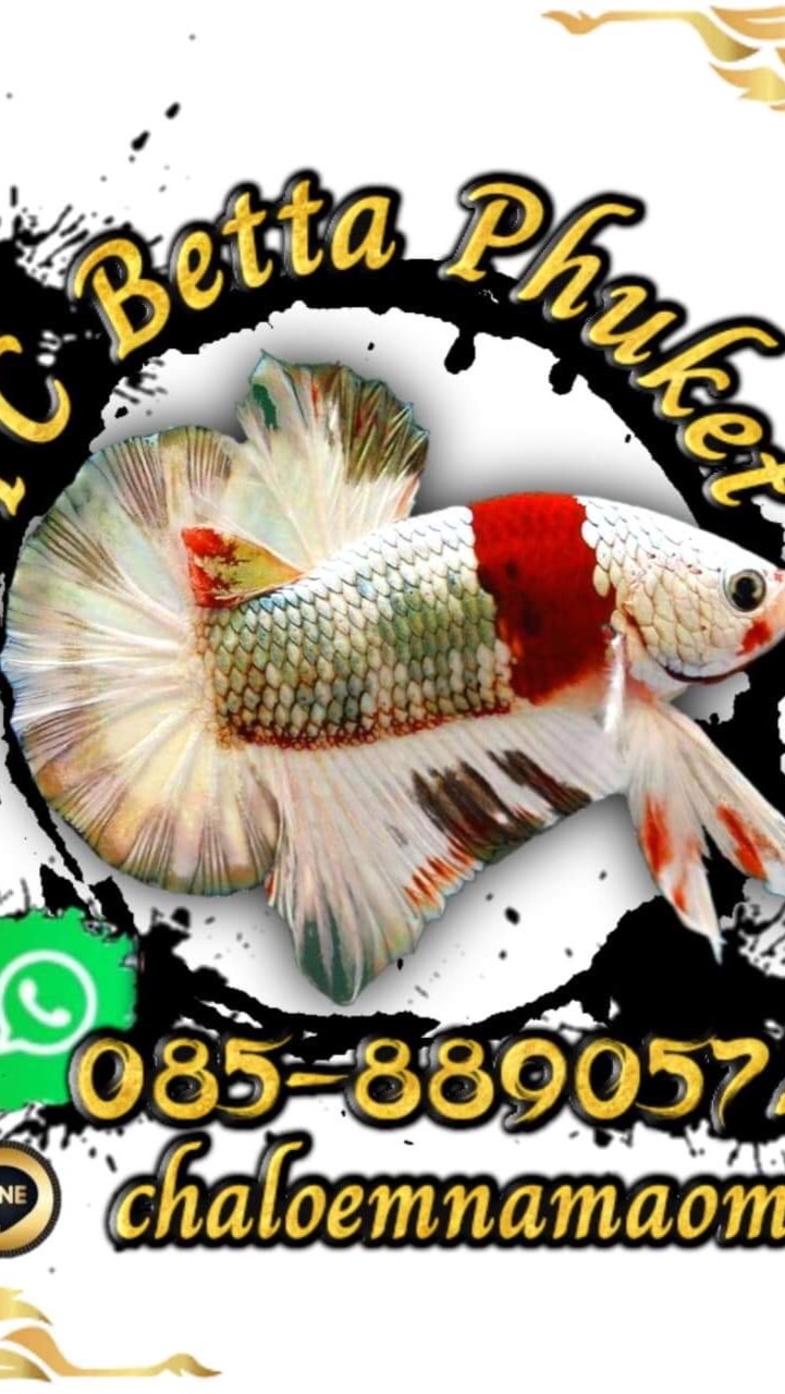 YC BETTA Phuket