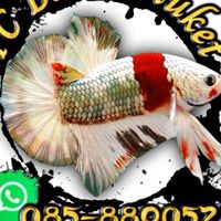 YC BETTA Phuket