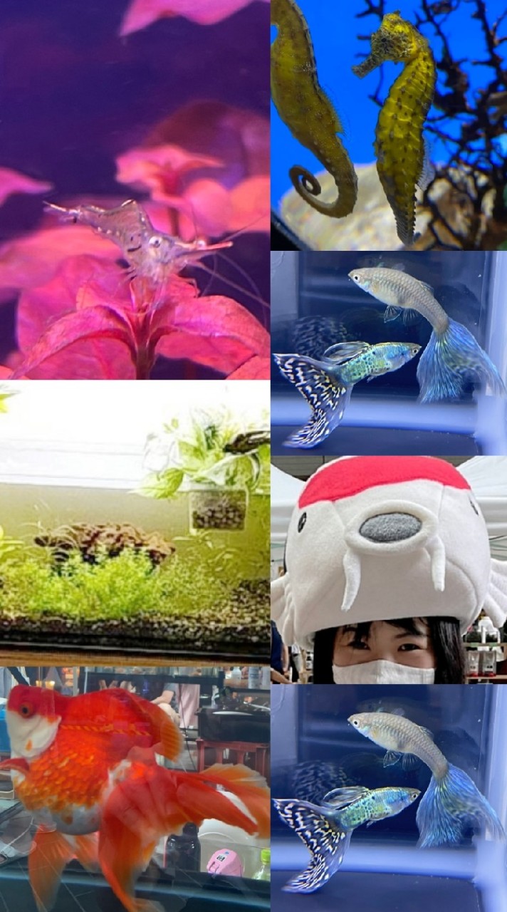 神奈川県アクアリウム同好会